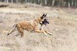 MALINOIS 647